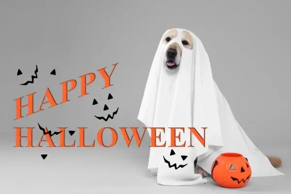 Happy Halloween from Beautiful Lions Brokerage Corp